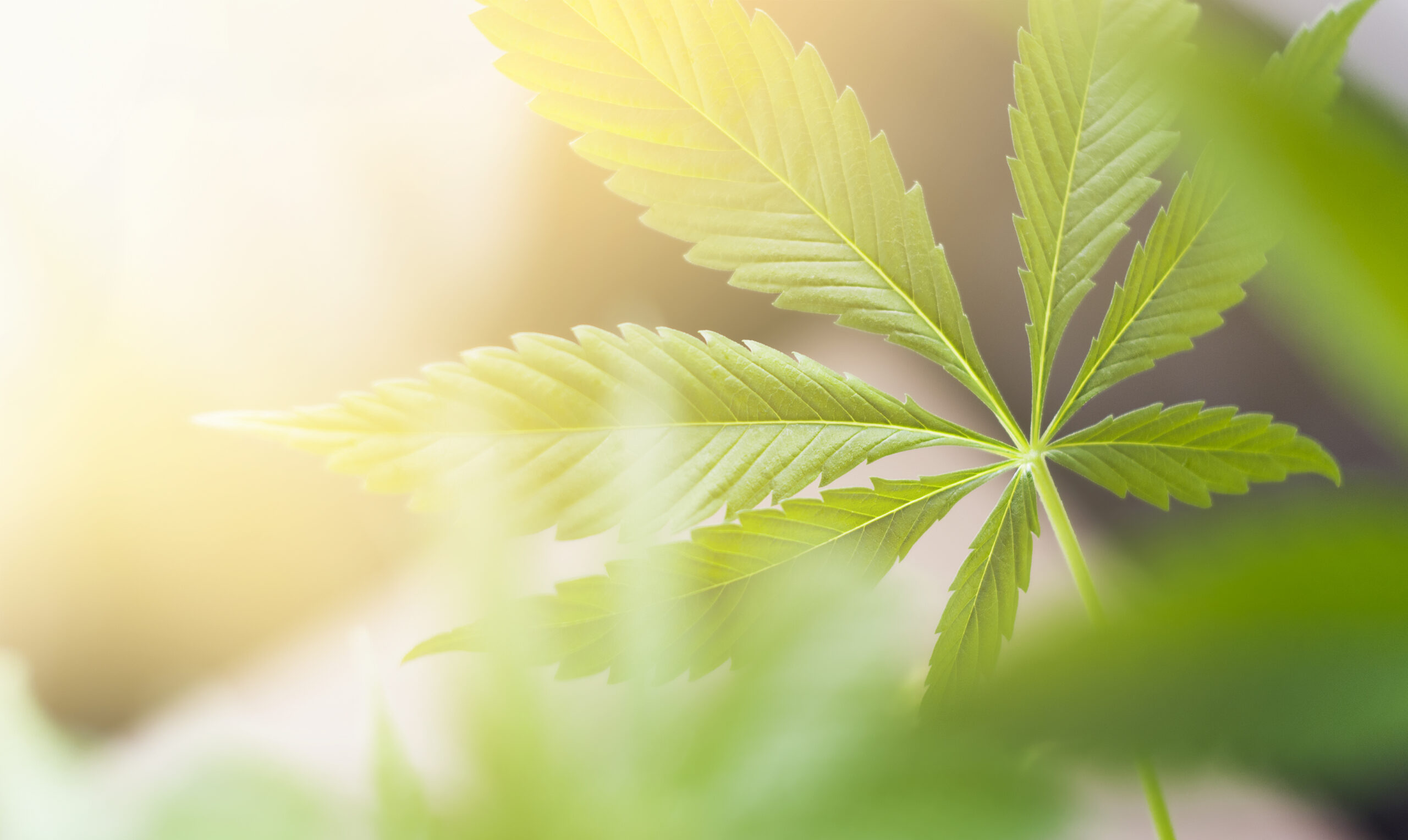 不断发展的国际大麻格局